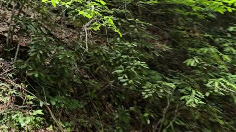 Warrior Trailhead - War, WV