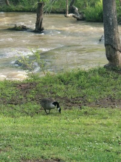 Ware Shoals Park - Ware Shoals, SC
