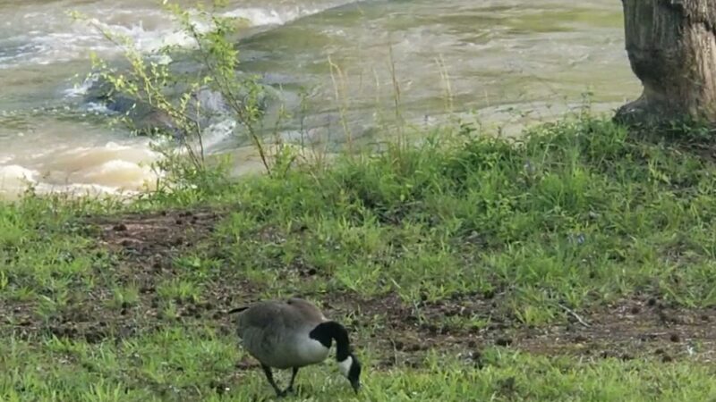 Ware Shoals Park - Ware Shoals, SC