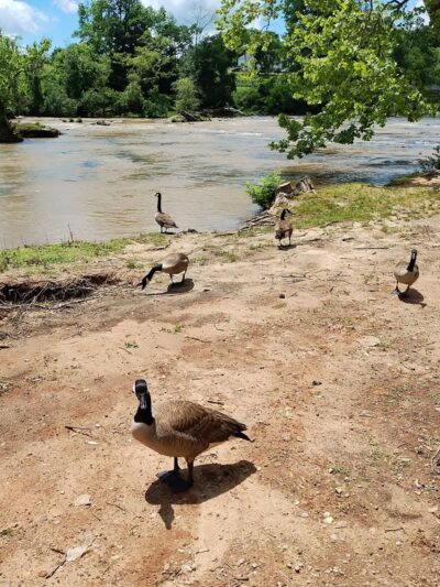 Ware Shoals Park - Ware Shoals, SC