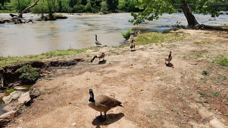 Ware Shoals Park - Ware Shoals, SC