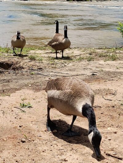 Ware Shoals Park - Ware Shoals, SC