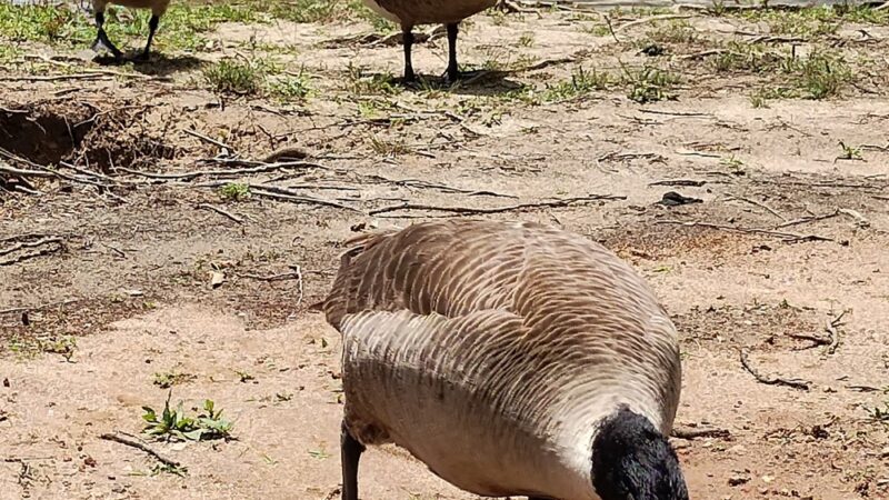Ware Shoals Park - Ware Shoals, SC