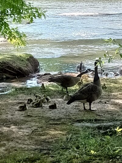 Youngs Park - Ware Shoals, SC