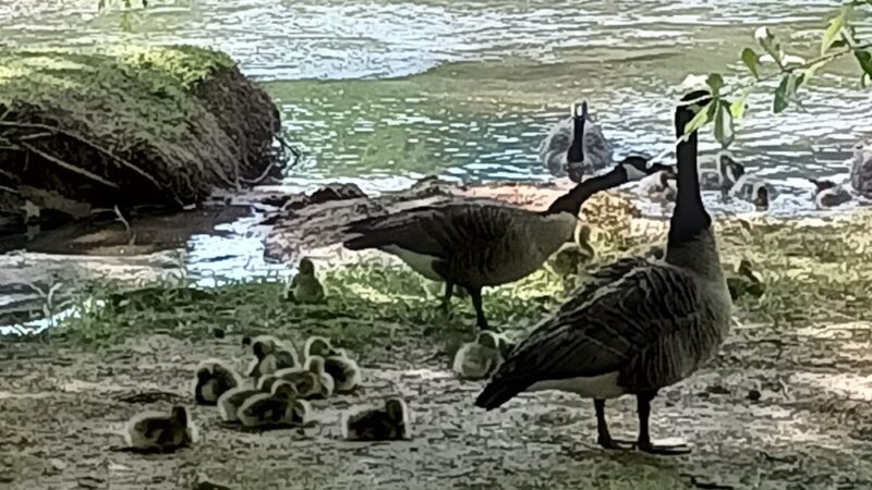Youngs Park - Ware Shoals, SC