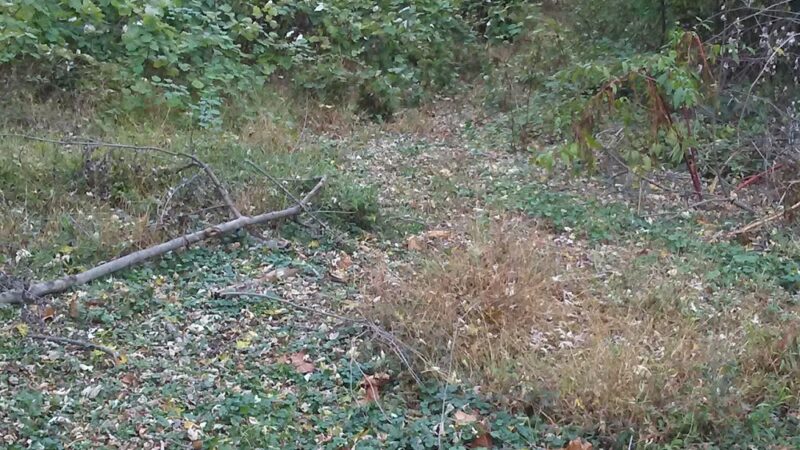 Devonshire Court Township Park - Nature Preserve - Warminster, PA