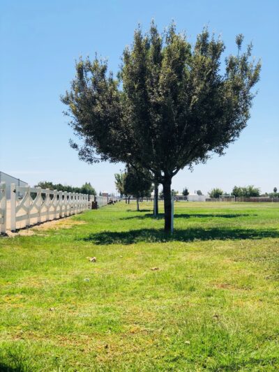 Annin Park - Wasco, CA