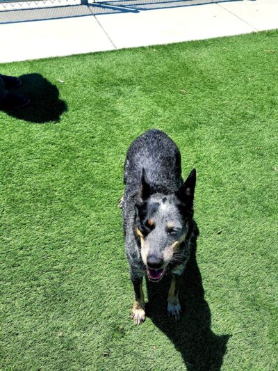Wasco Animal Shelter - Wasco, CA
