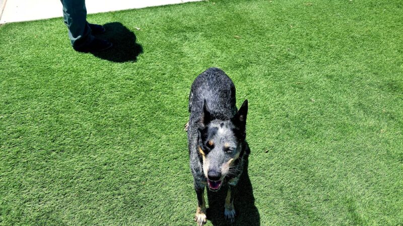 Wasco Animal Shelter - Wasco, CA