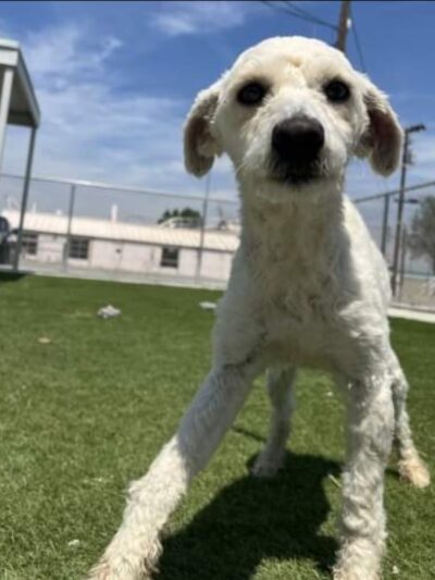 Wasco Animal Shelter - Wasco, CA