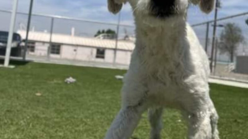 Wasco Animal Shelter - Wasco, CA
