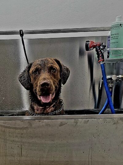 Washburn Dogsenter - Washburn, WI