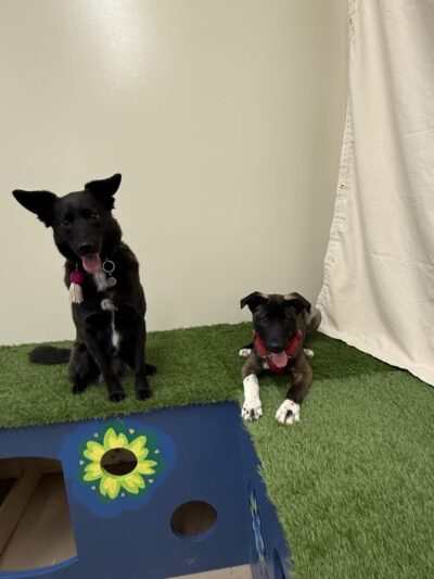 Washburn Dogsenter - Washburn, WI