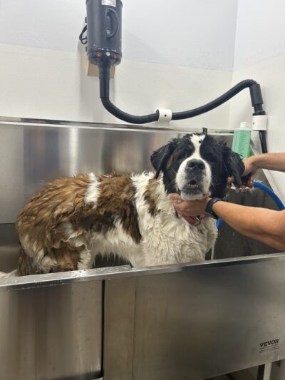 Washburn Dogsenter - Washburn, WI