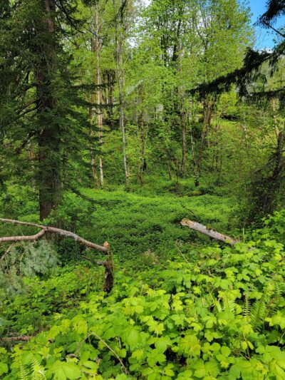 Campen Creek Park - Washougal, WA