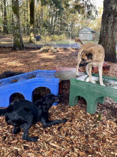 Woof and Tumble Dog Boarding - Washougal, WA