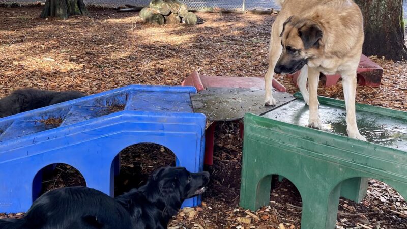Woof and Tumble Dog Boarding - Washougal, WA