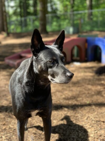 Woof and Tumble Dog Boarding - Washougal, WA
