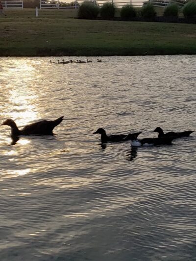 Capp Smith Park - Watauga, TX
