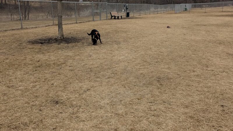 Maunesha River Dog Park - Waterloo, WI