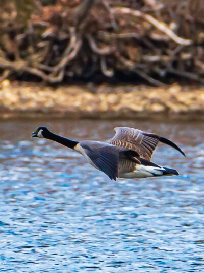 Chittning Pond - Waterville, NY