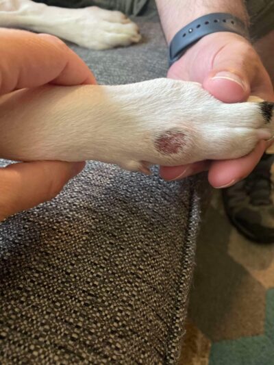 Waterville Animal Resort - Waterville, NY