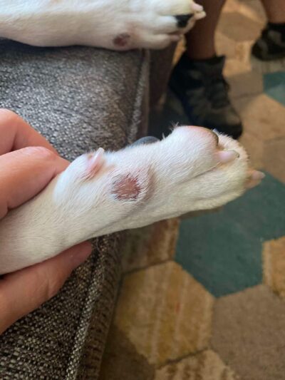 Waterville Animal Resort - Waterville, NY