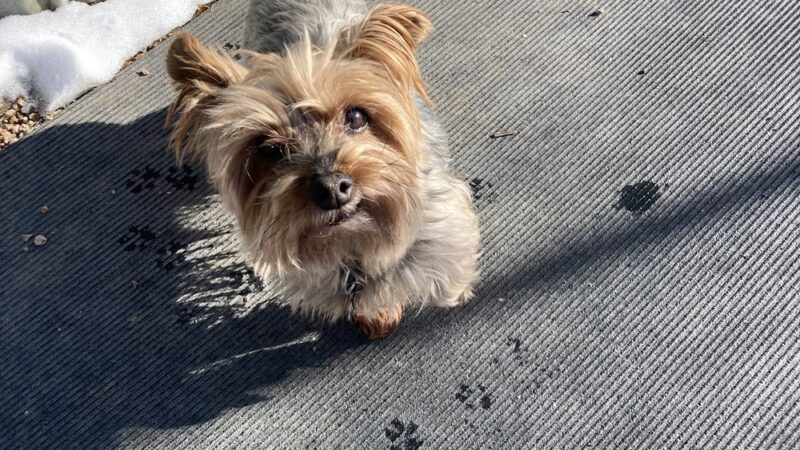 DIA Bark Away Pet Resort & Spa - Watkins, CO