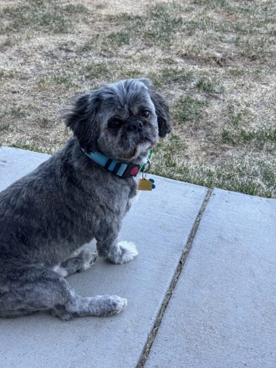 DIA Bark Away Pet Resort & Spa - Watkins, CO
