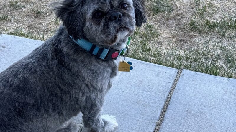 DIA Bark Away Pet Resort & Spa - Watkins, CO