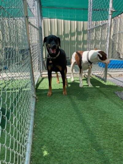 DIA Bark Away Pet Resort & Spa - Watkins, CO
