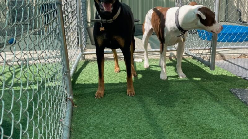 DIA Bark Away Pet Resort & Spa - Watkins, CO