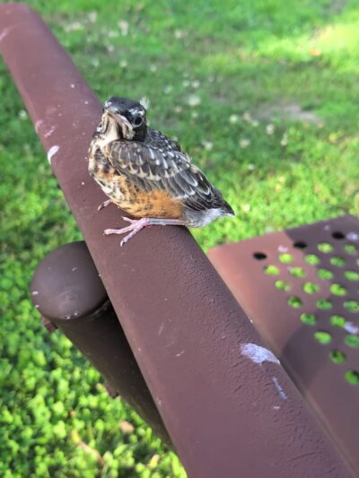 Donovan Park - Watseka, IL