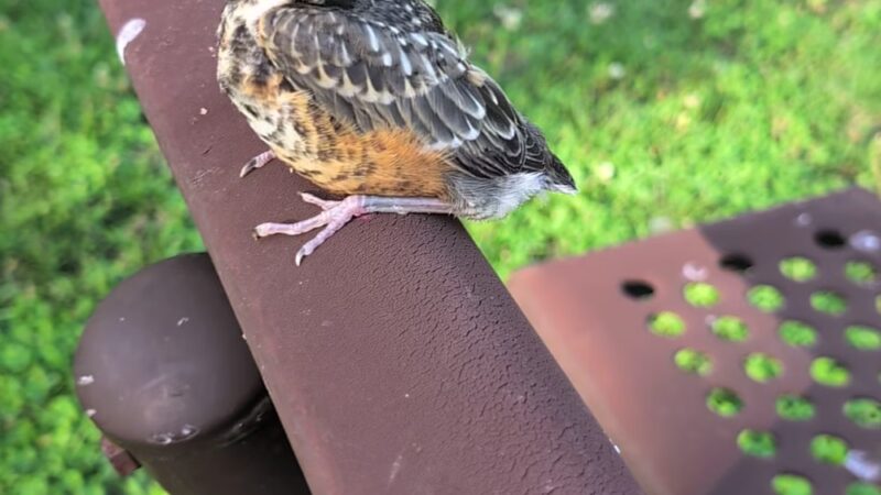 Donovan Park - Watseka, IL