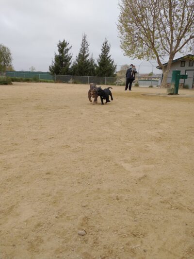 Franich Dog Park Watsonville - Watsonville, CA