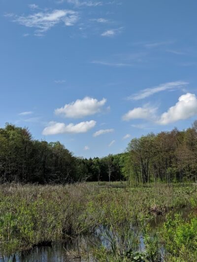 Nature Walk - Wattsburg, PA