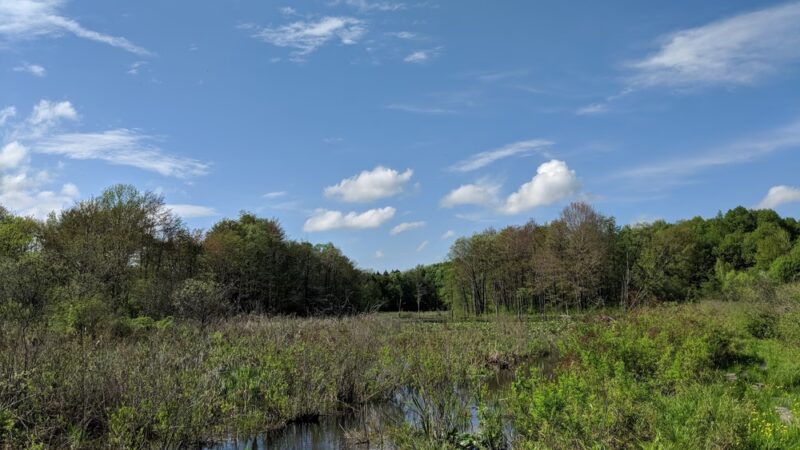 Nature Walk - Wattsburg, PA