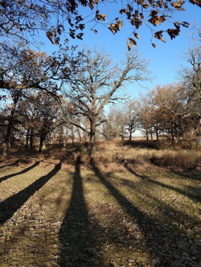 Lakewood Forest Preserve - Wauconda, IL