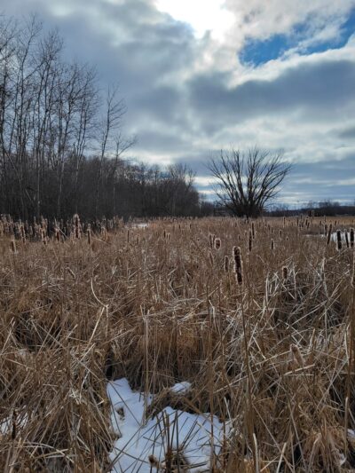 Fox River Park Boardwalk - Waukesha, WI