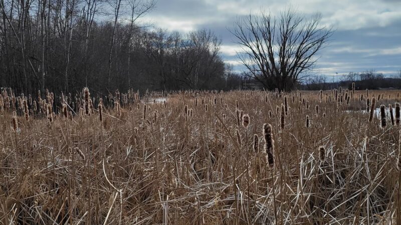 Fox River Park Boardwalk - Waukesha, WI