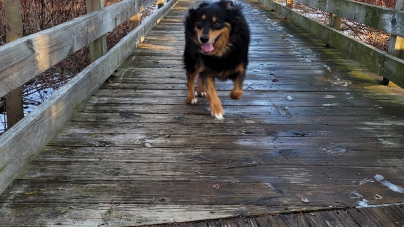 Fox River Park Boardwalk - Waukesha, WI