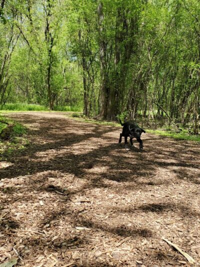 Mac Arthur Dog Run - Waukesha, WI