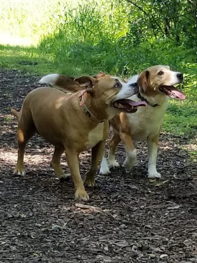 Mac Arthur Dog Run - Waukesha, WI