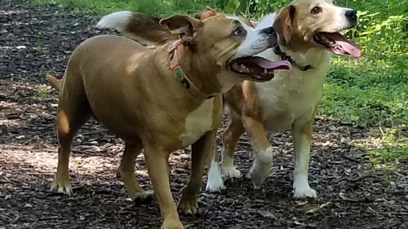 Mac Arthur Dog Run - Waukesha, WI