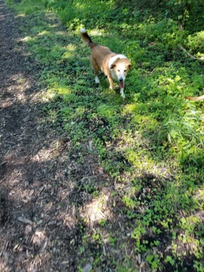 Mac Arthur Dog Run - Waukesha, WI