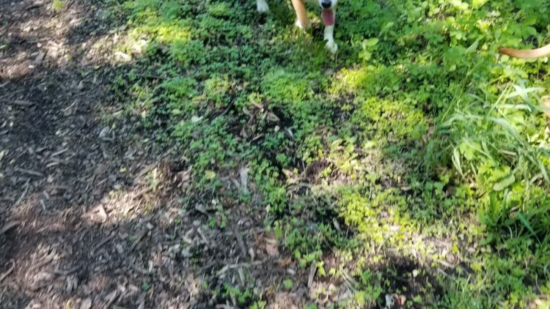 Mac Arthur Dog Run - Waukesha, WI
