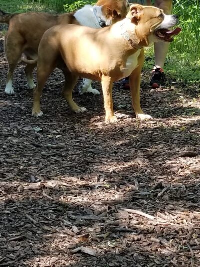 Mac Arthur Dog Run - Waukesha, WI