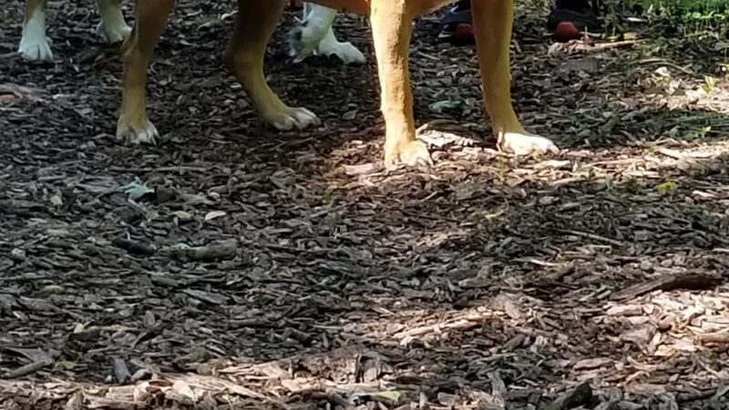 Mac Arthur Dog Run - Waukesha, WI