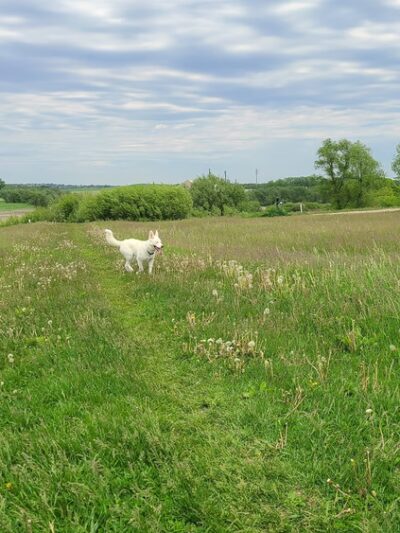MRD Dog Exercise Area - Waunakee, WI
