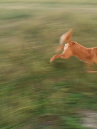 MRD Dog Exercise Area - Waunakee, WI